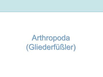 Arthropoda I (Gliederfüßer)