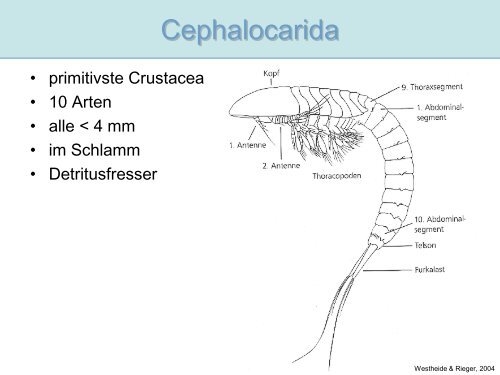 Arthropoda I (Gliederfüßer)