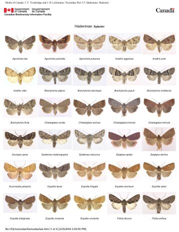 Moths of Canada: JT Troubridge and JD Lafontaine: Noctuidae Part ...
