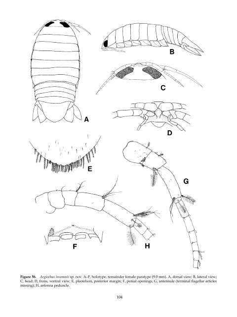 The Marine Fauna of New Zealand: Isopoda, Aegidae (Crustacea)