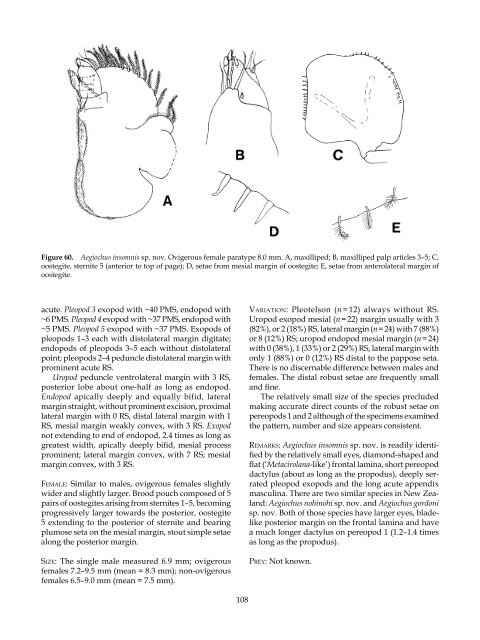 The Marine Fauna of New Zealand: Isopoda, Aegidae (Crustacea)