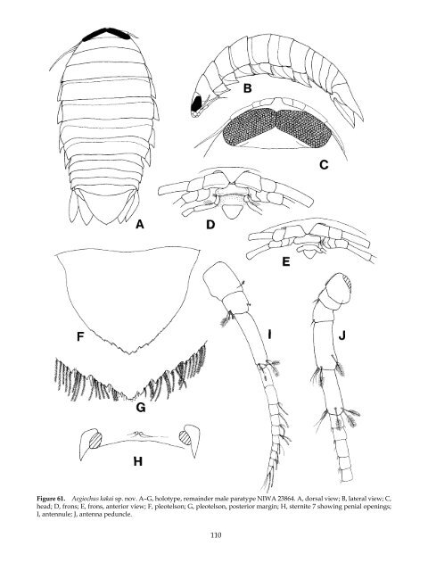 The Marine Fauna of New Zealand: Isopoda, Aegidae (Crustacea)