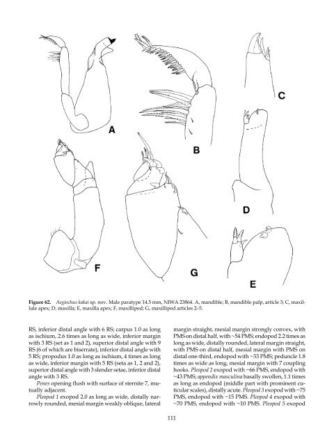 The Marine Fauna of New Zealand: Isopoda, Aegidae (Crustacea)