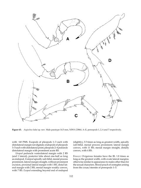 The Marine Fauna of New Zealand: Isopoda, Aegidae (Crustacea)