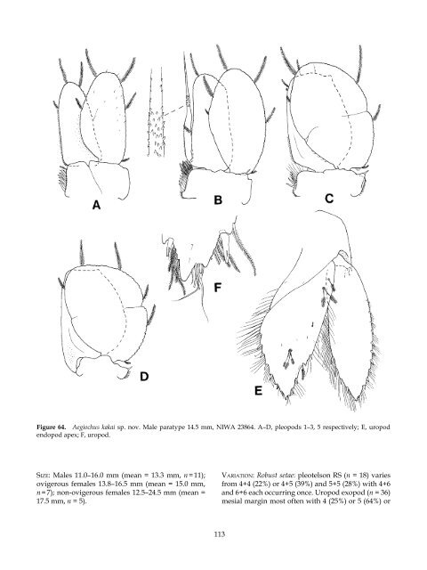 The Marine Fauna of New Zealand: Isopoda, Aegidae (Crustacea)