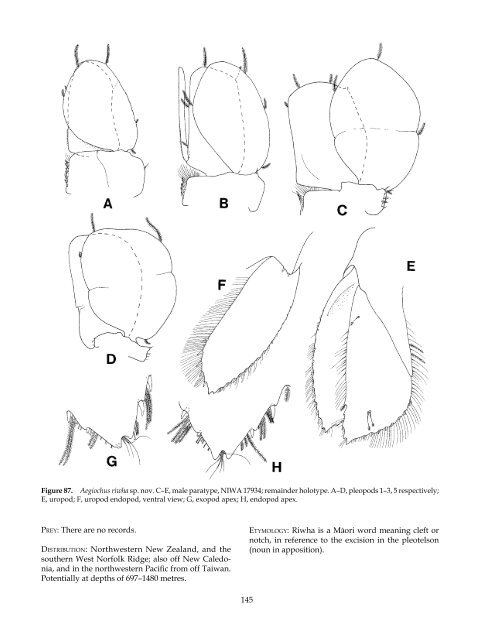 The Marine Fauna of New Zealand: Isopoda, Aegidae (Crustacea)