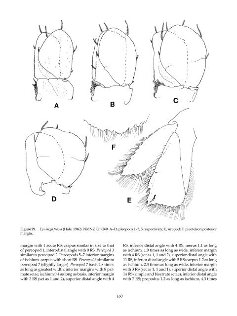 The Marine Fauna of New Zealand: Isopoda, Aegidae (Crustacea)