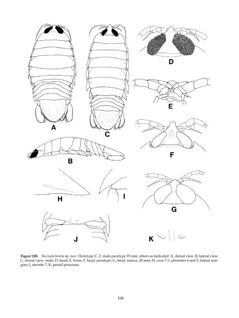 The Marine Fauna of New Zealand: Isopoda, Aegidae (Crustacea)