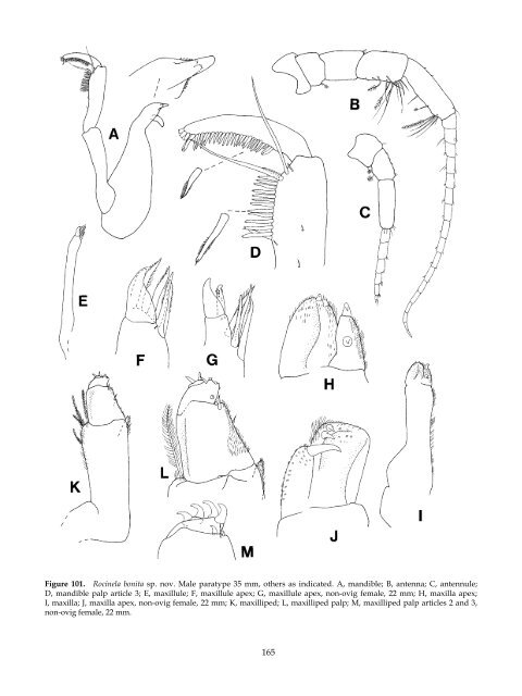 The Marine Fauna of New Zealand: Isopoda, Aegidae (Crustacea)