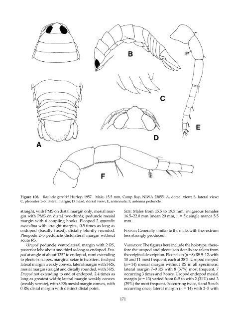 The Marine Fauna of New Zealand: Isopoda, Aegidae (Crustacea)