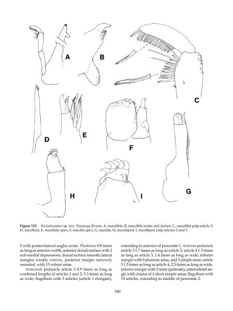 The Marine Fauna of New Zealand: Isopoda, Aegidae (Crustacea)