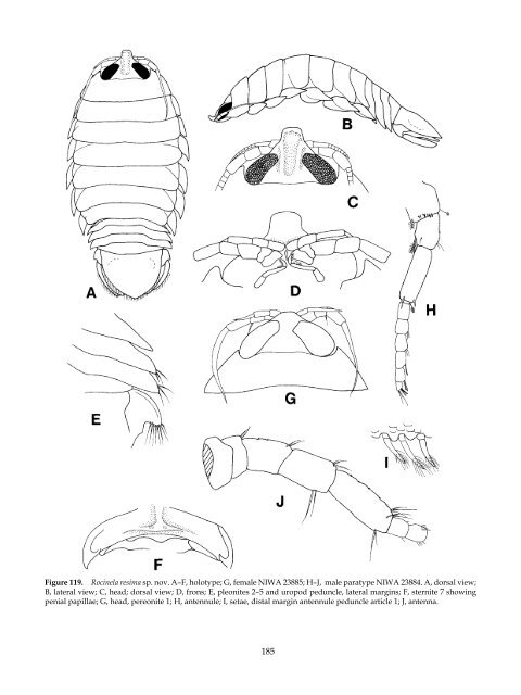 The Marine Fauna of New Zealand: Isopoda, Aegidae (Crustacea)