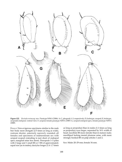 The Marine Fauna of New Zealand: Isopoda, Aegidae (Crustacea)