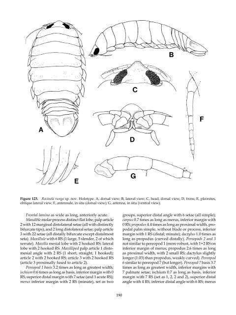 The Marine Fauna of New Zealand: Isopoda, Aegidae (Crustacea)