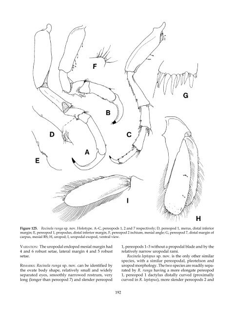 The Marine Fauna of New Zealand: Isopoda, Aegidae (Crustacea)