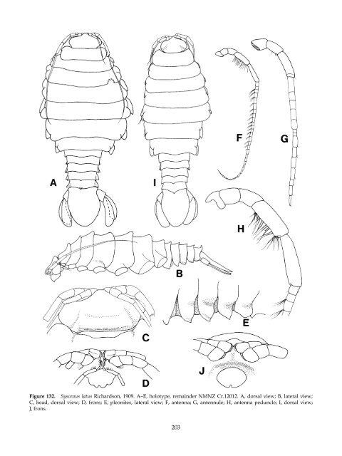 The Marine Fauna of New Zealand: Isopoda, Aegidae (Crustacea)