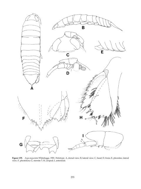 The Marine Fauna of New Zealand: Isopoda, Aegidae (Crustacea)