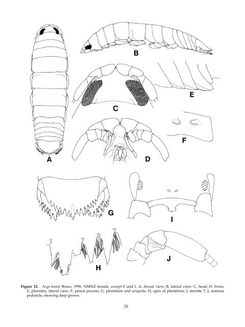 The Marine Fauna of New Zealand: Isopoda, Aegidae (Crustacea)