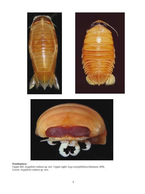 The Marine Fauna of New Zealand: Isopoda, Aegidae (Crustacea)