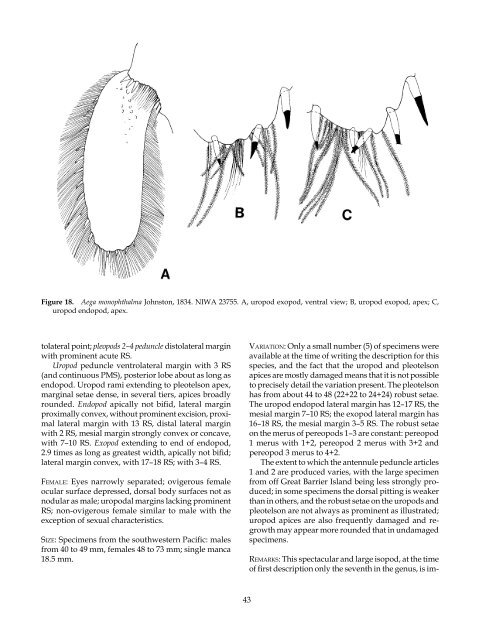 The Marine Fauna of New Zealand: Isopoda, Aegidae (Crustacea)