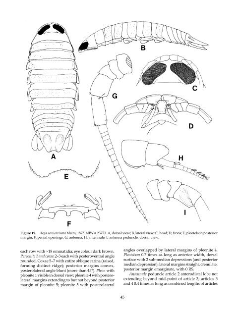 The Marine Fauna of New Zealand: Isopoda, Aegidae (Crustacea)