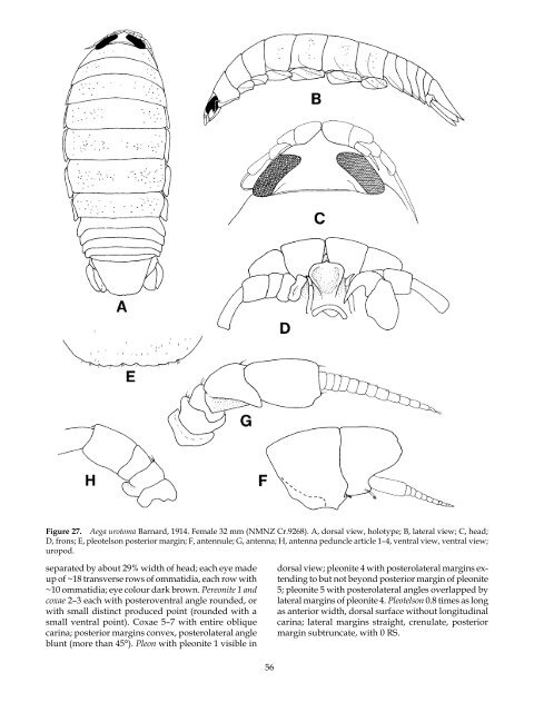 The Marine Fauna of New Zealand: Isopoda, Aegidae (Crustacea)