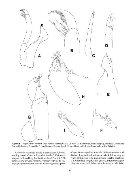 The Marine Fauna of New Zealand: Isopoda, Aegidae (Crustacea)