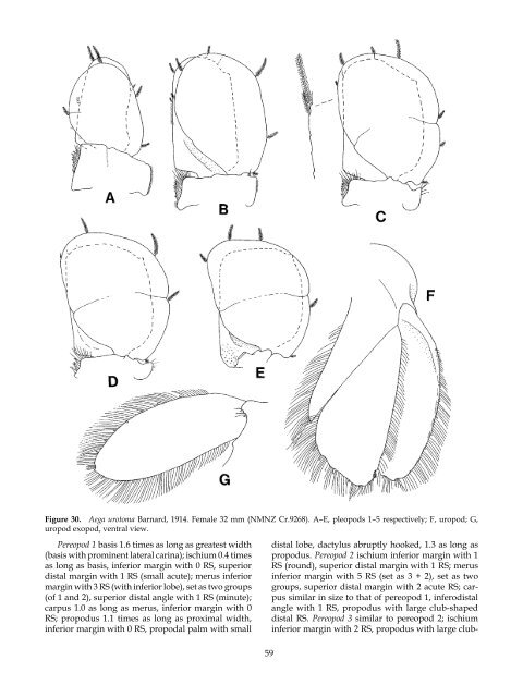 The Marine Fauna of New Zealand: Isopoda, Aegidae (Crustacea)