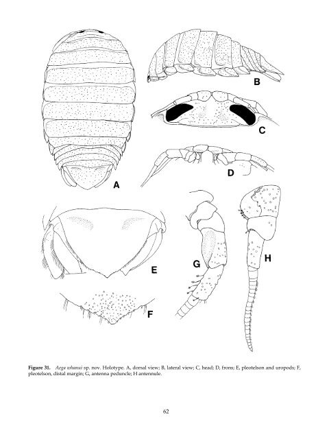 The Marine Fauna of New Zealand: Isopoda, Aegidae (Crustacea)