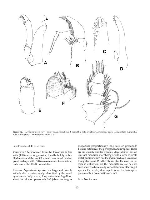 The Marine Fauna of New Zealand: Isopoda, Aegidae (Crustacea)