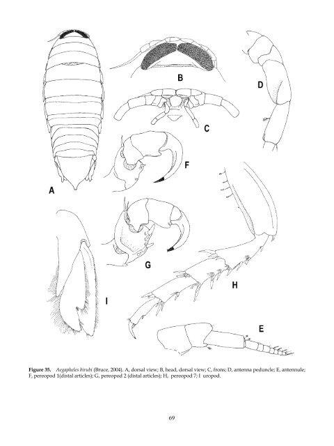 The Marine Fauna of New Zealand: Isopoda, Aegidae (Crustacea)