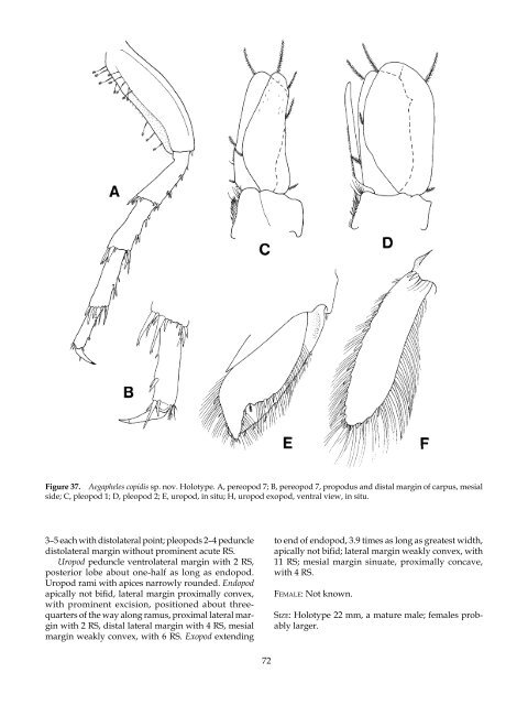 The Marine Fauna of New Zealand: Isopoda, Aegidae (Crustacea)