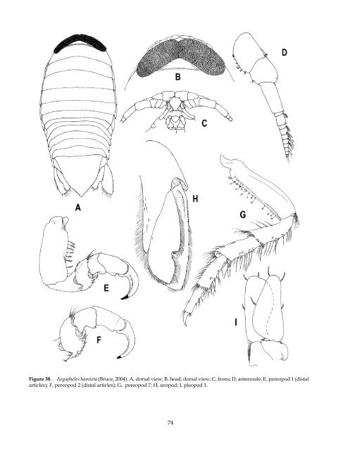 The Marine Fauna of New Zealand: Isopoda, Aegidae (Crustacea)