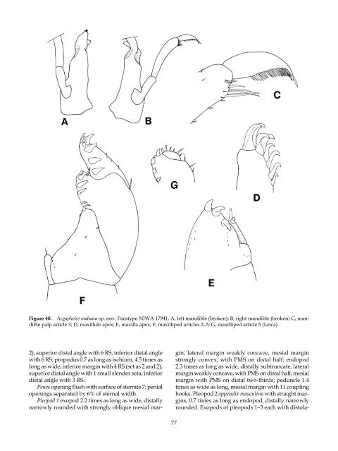 The Marine Fauna of New Zealand: Isopoda, Aegidae (Crustacea)