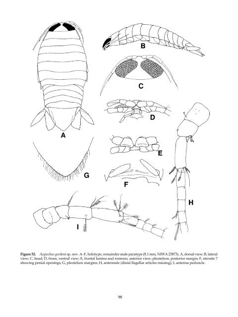 The Marine Fauna of New Zealand: Isopoda, Aegidae (Crustacea)