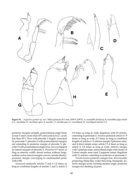 The Marine Fauna of New Zealand: Isopoda, Aegidae (Crustacea)