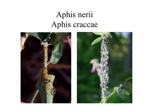 Introduction to aphids.pdf - NJF