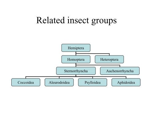 Introduction to aphids.pdf - NJF