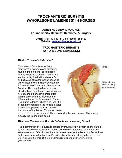 Trochanteric Bursitis (Whorlbone Lameness) - Equine Veterinary ...