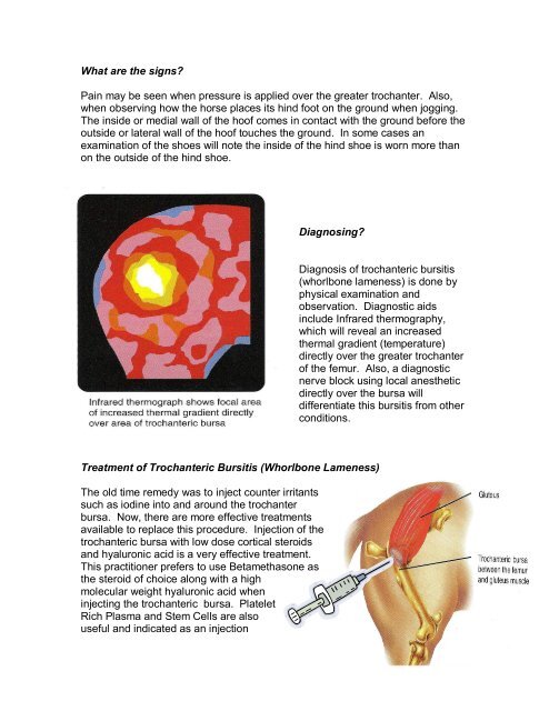 Trochanteric Bursitis (Whorlbone Lameness) - Equine Veterinary ...