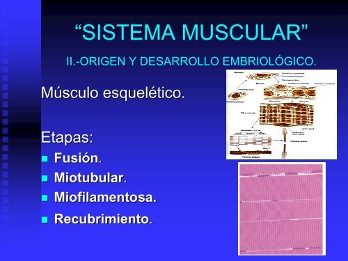 sistema muscular - UAZ