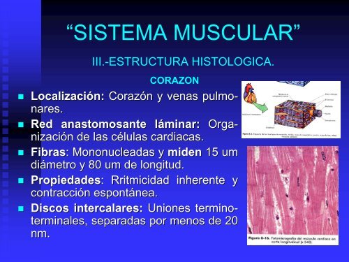 sistema muscular - UAZ