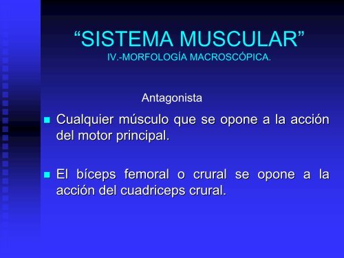 sistema muscular - UAZ