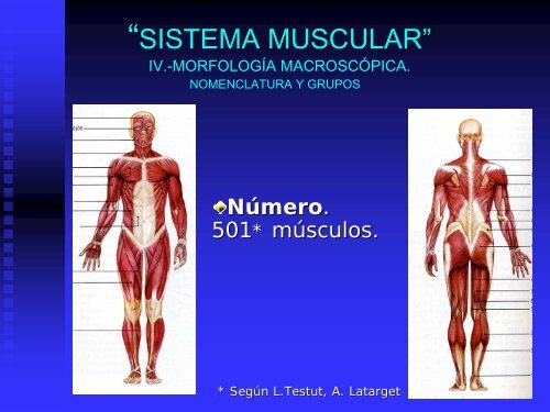 sistema muscular - UAZ