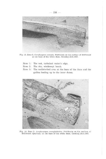 Friesia X, 4-5