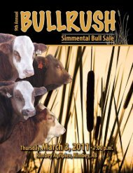 Bullrush - Fullblood Simmental Fleckvieh Federation