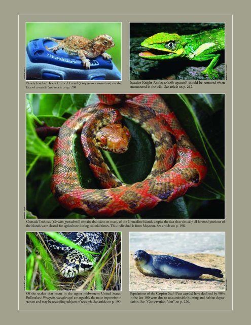 Iguana b&w text - International Reptile Conservation Foundation