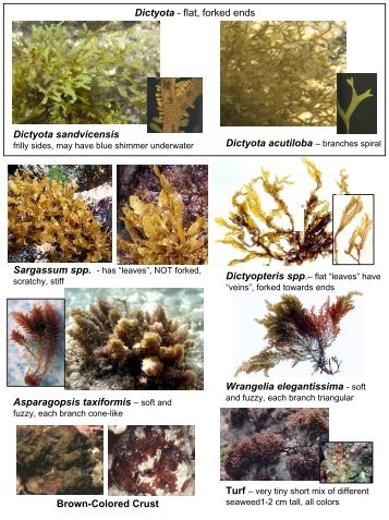 Algae Identification Sheets