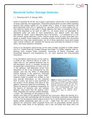 Bacterial Sulfur Storage Globules