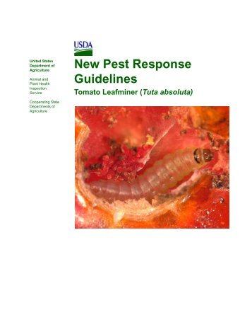 New_Pest_Response_Guidelines_Tomato_Leafminer_Tuta_absoluta